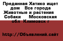 Преданная Хатико ищет дом - Все города Животные и растения » Собаки   . Московская обл.,Климовск г.